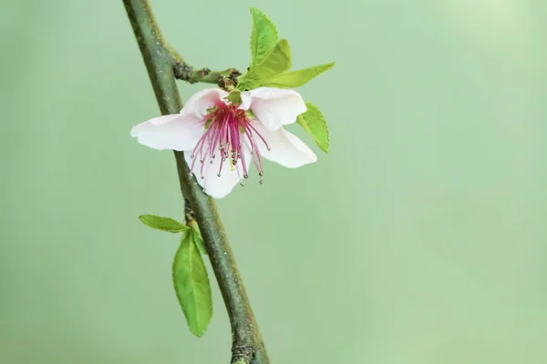 Frühlingsblumen Auf Ästen Der Natur — Stockfoto