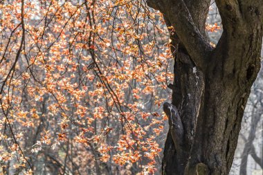 Doğadaki ağaç dallarında bahar çiçekleri