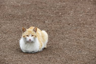 sevimli arkadaşlar kediler doğada kapatın
