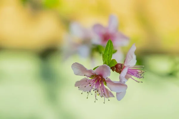 Lentebloemen Boomtakken Natuur — Stockfoto