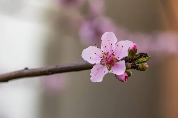 Fleurs Printanières Sur Les Branches Des Arbres Dans Nature — Photo