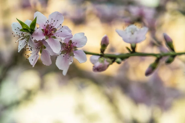 自然界の木の枝に春の花 — ストック写真