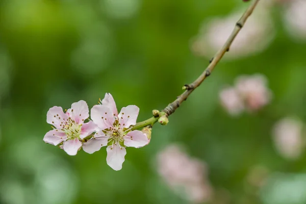 Fiori Primaverili Sui Rami Degli Alberi Natura — Foto Stock