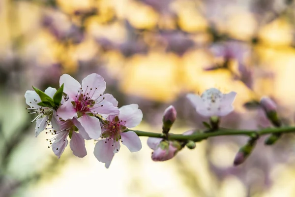 Frühlingsblumen Auf Ästen Der Natur — Stockfoto