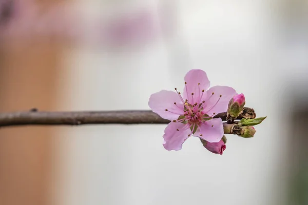 Frühlingsblumen Auf Ästen Der Natur — Stockfoto