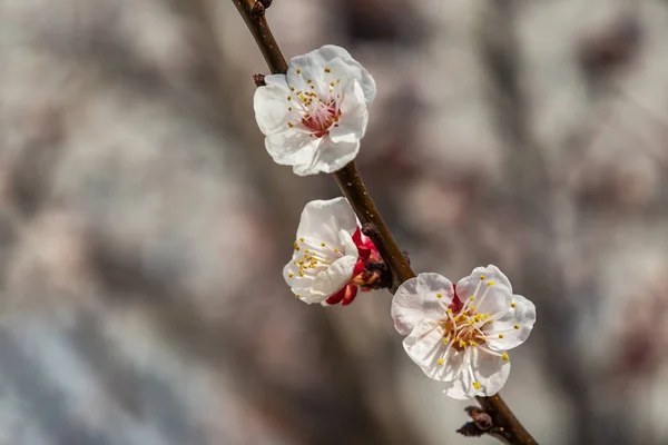 Frühlingsblumen Auf Ästen Der Natur — Stockfoto