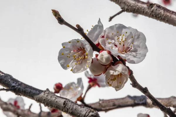 自然界の木の枝に春の花 — ストック写真