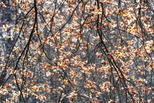 Fleurs Printanières Sur Les Branches Des Arbres Dans Nature — Photo