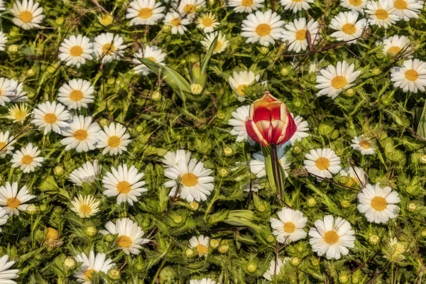 Крупним Планом Тюльпани Ромашки Природі — стокове фото