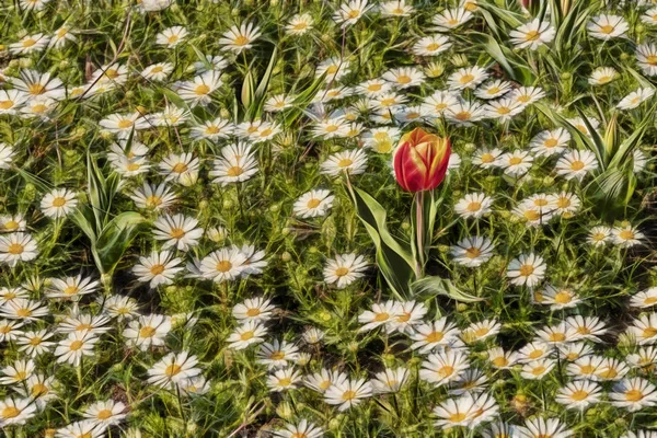 Zavřít Tulipány Sedmikrásky Přírodě — Stock fotografie