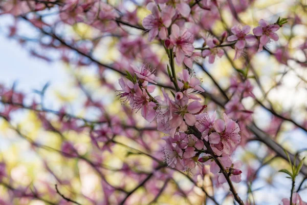 Frühlingsblumen Auf Ästen Der Natur — Stockfoto