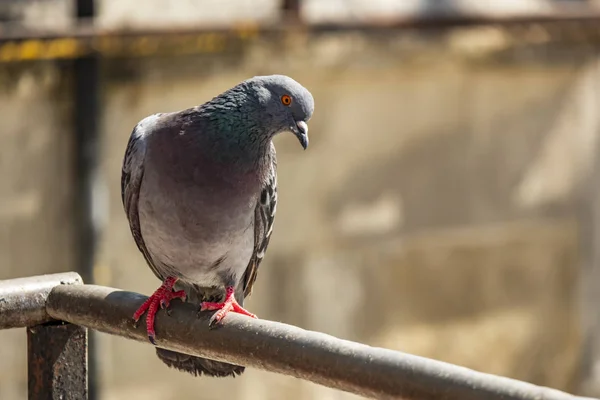 Close Pigeon Nature — Stock Photo, Image