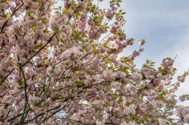 Doğadaki ağaç dallarında bahar çiçekleri