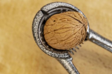 kabuklu ceviz ve Fındıkkıran plaka