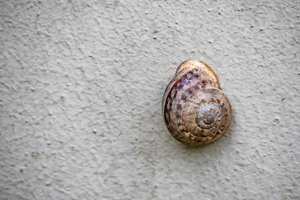 Gros Plan Escargot Sur Mur Dans Nature — Photo