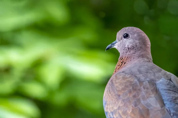 Close Dove Nature — Stock Photo, Image