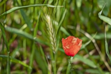 latince papaver oriantale adlı haşhaş çiçek yakın