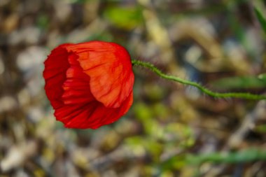 latince papaver oriantale adlı haşhaş çiçek yakın