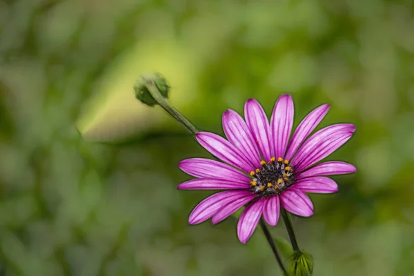 Gros Plan Marguerites Violettes Dans Nature — Photo