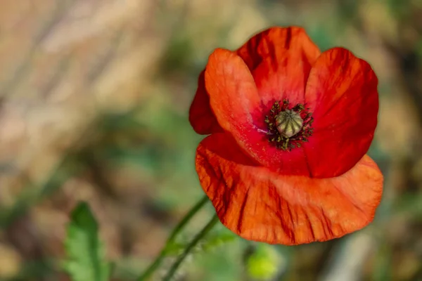 Primo Piano Papavero Fiore Chiamato Papaver Oriantale Latino — Foto Stock