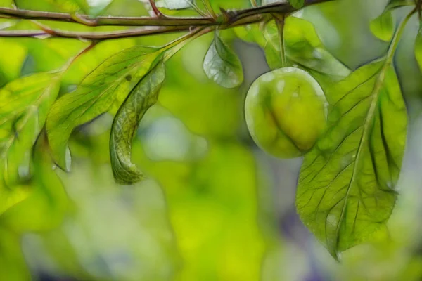 Grüne Pflaumen Baumzweigen Der Natur Hautnah Erleben — Stockfoto