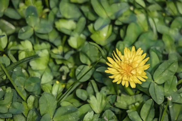 Fechar Flores Dente Leão Folhas Verdes Natureza — Fotografia de Stock