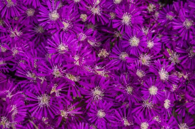 michaelmas papatya çiçekleri yakın. Symphyotrichum novi-belgii new york aster olarak da bilinir