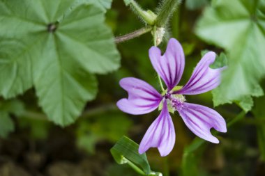 doğada malva yabani çiçek yakın.malva otsu bitkilerin yaklaşık 2530 tür bir cinstir 