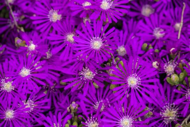 michaelmas papatya çiçekleri yakın. Symphyotrichum novi-belgii new york aster olarak da bilinir