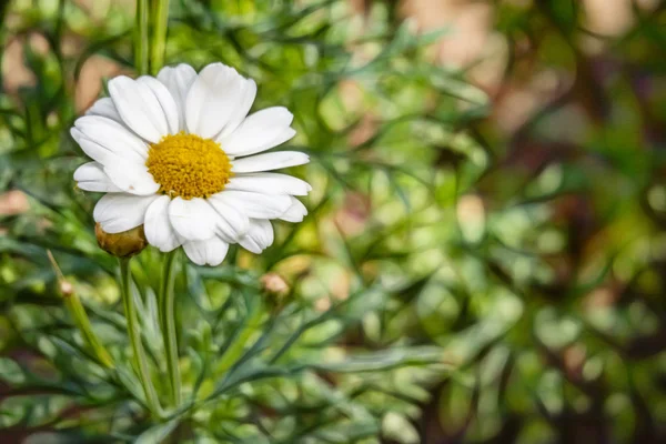 Zavřít Bílé Daisy Květiny Přírodě — Stock fotografie