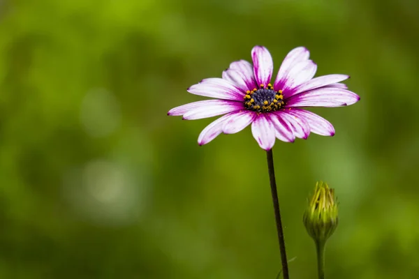 Крупним Планом Біло Фіолетовий Колір Ромашкові Квіти Природі — стокове фото