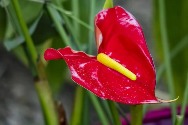 Ressamın Palet Çiçek Yakın Flamingo Çiçek Ressam Paleti Bitkisi Olarak — Stok fotoğraf