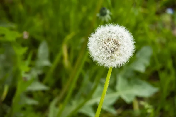 Primer Plano Diente León Común Naturaleza —  Fotos de Stock