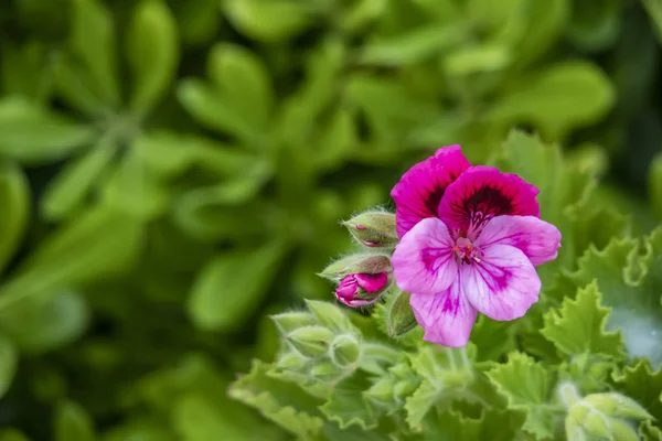 自然界のゼラニウムの花をクローズアップ 一般的にゼラニウムと呼ばれるが このよく知られている鉢植え植物は 実際にはペラルゴニウムです — ストック写真