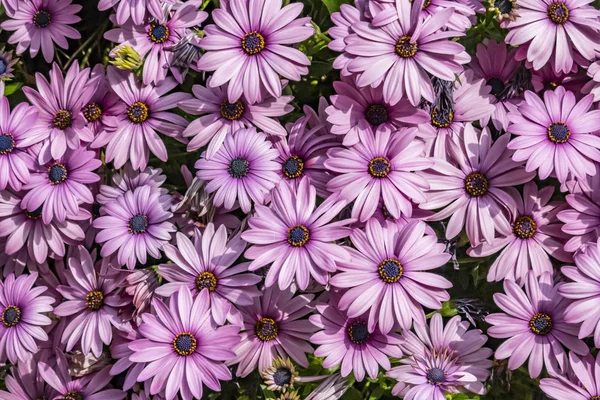 Lila Gänseblümchen Der Natur Hautnah Erleben — Stockfoto