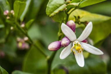 ağaç dalı tatlı kireç çiçekleri kadar kapatın. aynı zamanda Filistin tatlı kireç veya Hint tatlı kireç veya ortak tatlı kireç olarak bilinir