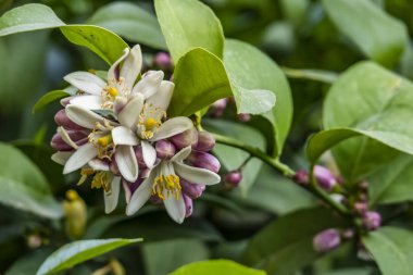 ağaç dalı tatlı kireç çiçekleri kadar kapatın. aynı zamanda Filistin tatlı kireç veya Hint tatlı kireç veya ortak tatlı kireç olarak bilinir