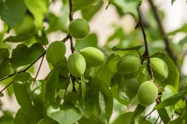 doğada ağaç dalları üzerinde yeşil ham kayısı meyve yakın
