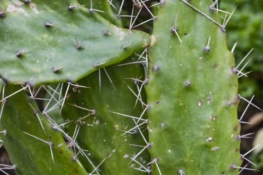 doğada dikenli kaktüs kadar yakın