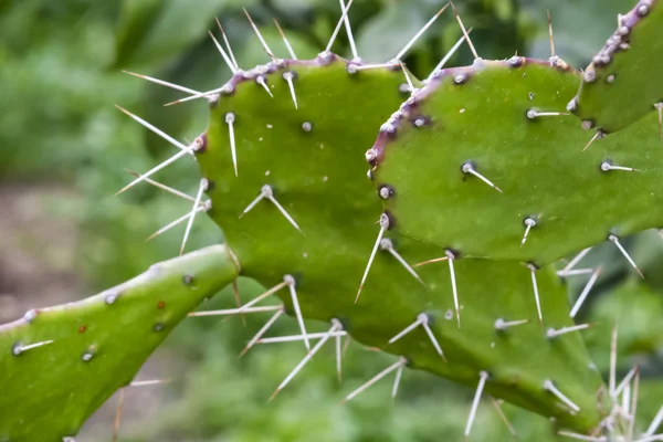 Närbild Prickly Kaktus Naturen — Stockfoto