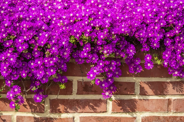Закрыть Михайловские ромашки. Symphyotrichum novi-belgii, также известный как New York aster
