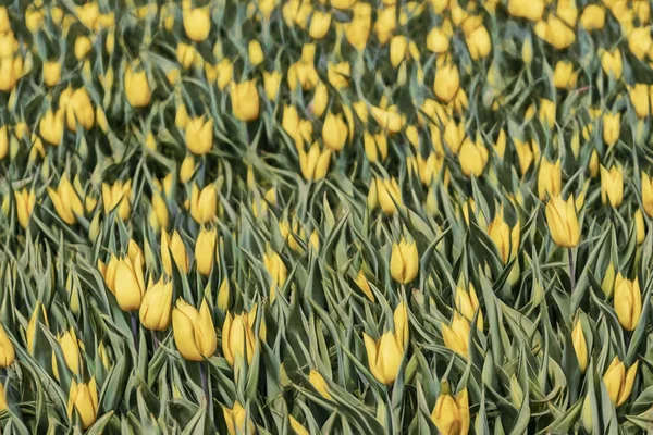 Tulpen Aus Nächster Nähe Grüner Natur — Stockfoto