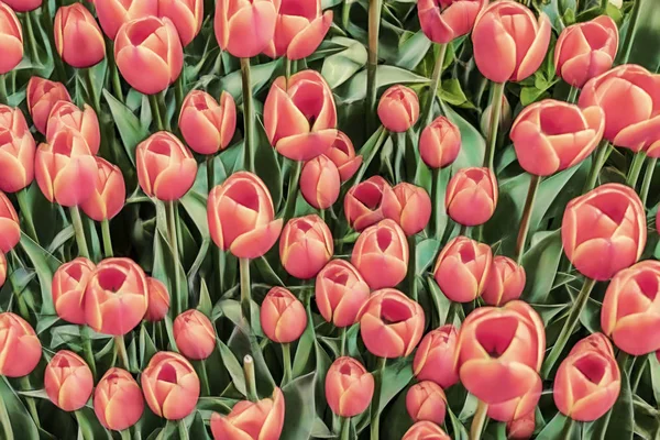 Primi Piani Tulipani Nella Natura Verde — Foto Stock