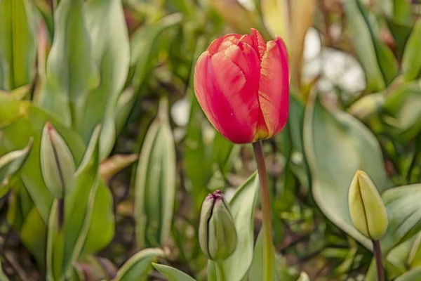 Fechar Tulipas Natureza Verde — Fotografia de Stock