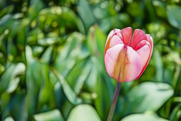 Fermer Les Tulipes Dans Nature Verte — Photo
