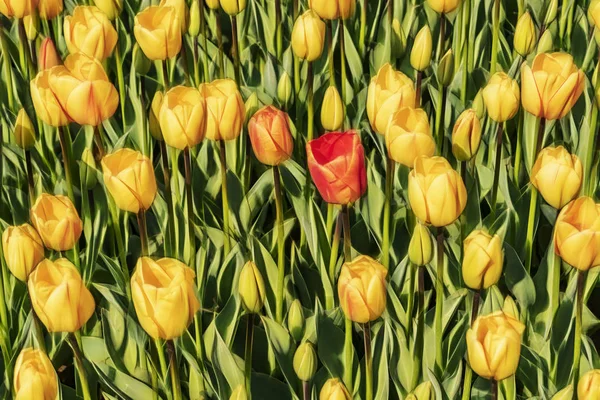 Close Tulips Green Nature — Stock Photo, Image
