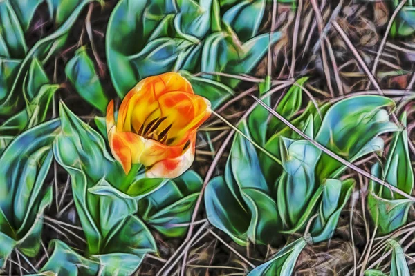 Uzavřít Tulipány Zelené Přírodě — Stock fotografie