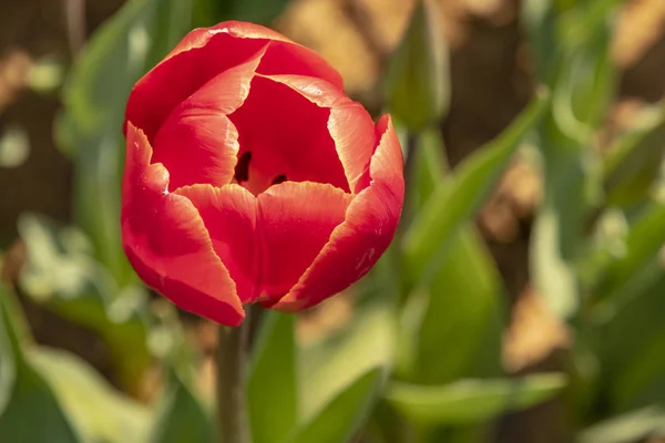 Закрыть Тюльпаны Зеленой Природе — стоковое фото