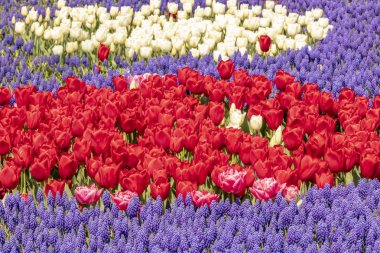 yeşil doğada laleyakın