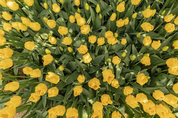 Uzavřít Tulipány Zelené Přírodě — Stock fotografie